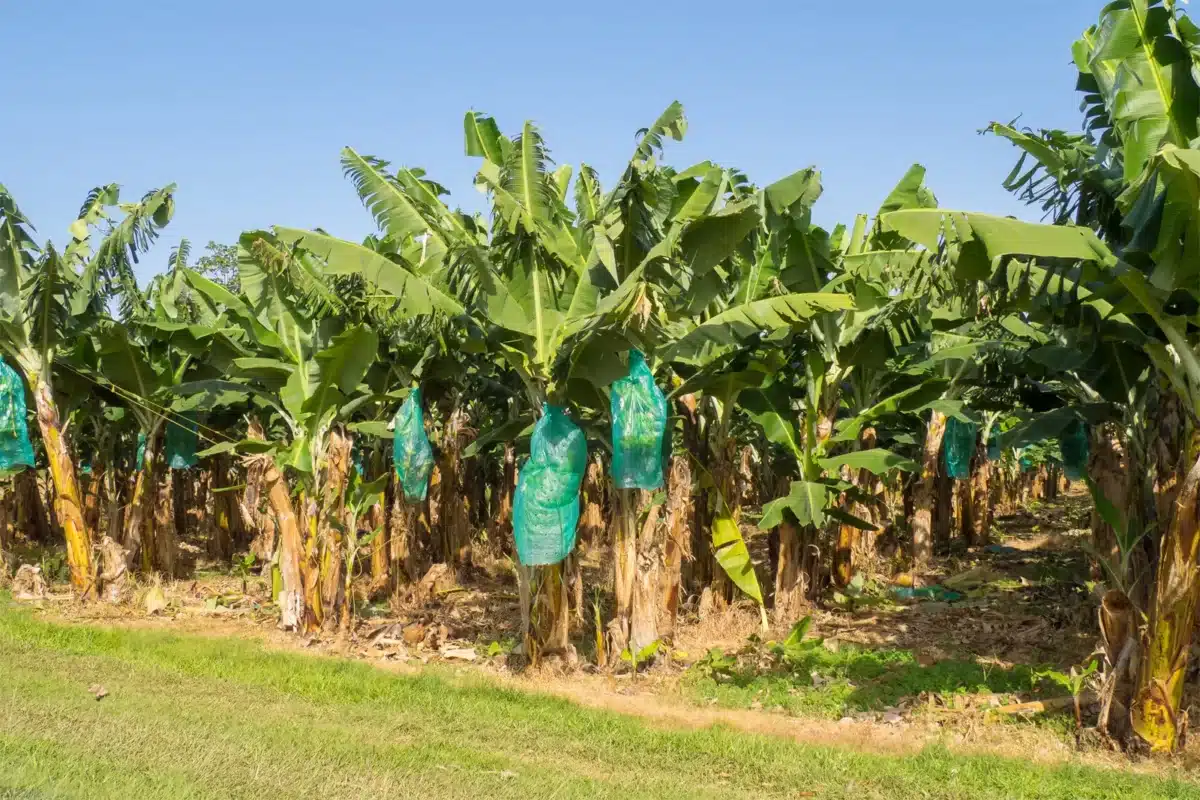 Growing bananas sustainably
